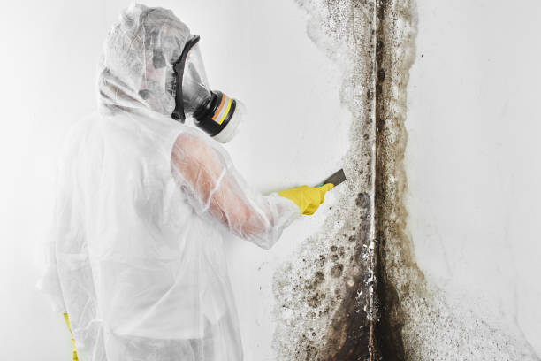 Crawl Space Mold Removal in Spotswood, NJ