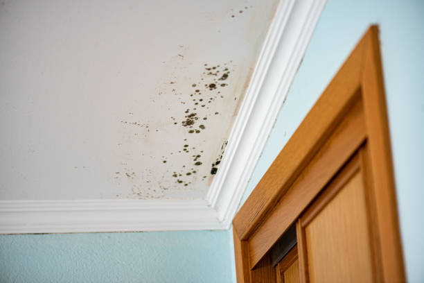 Best Mold Remediation Services  in Spotswood, NJ