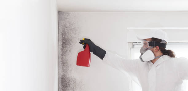 Best Home Mold Removal  in Spotswood, NJ
