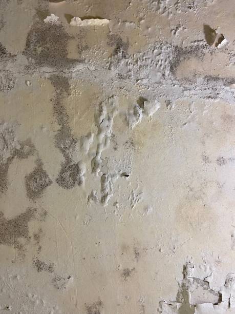 Best Attic Mold Removal  in Spotswood, NJ