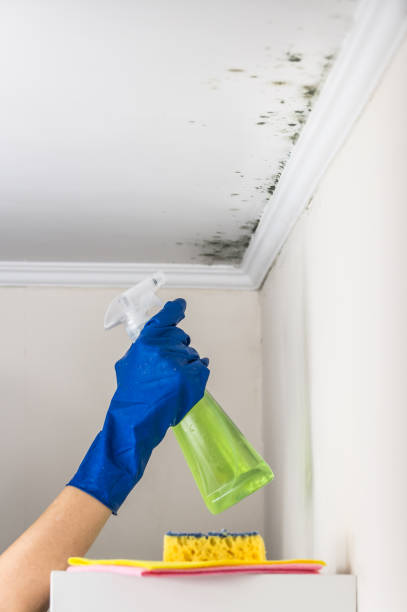 Best Mold Removal Near Me  in Spotswood, NJ