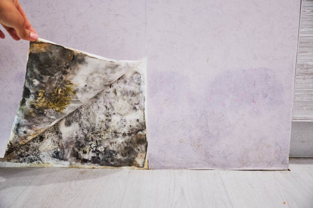 Best Mold Cleaning Services  in Spotswood, NJ